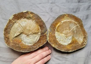 Raro Gran Escafitos Cáscara Fósil Amonita de Dakota del Sur Sitio Único - Imagen 1 de 2