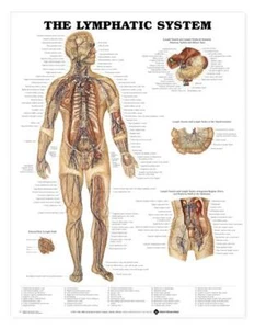 LYMPHATIC SYS Laminated Wall Chart 20" x 26" Classroom/Professional LFA #98937 - Picture 1 of 1