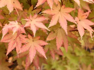 Acer palmatum 'Summer Gold' - Japanese Maple *Live Plant - Picture 1 of 5
