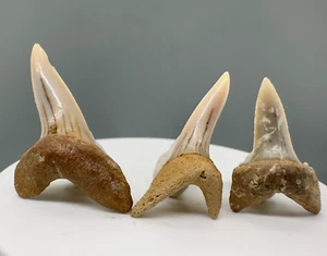 Group of 3 Beautiful Fossil Shortfin Mako Teeth - Pliocene, Chile - Picture 1 of 2