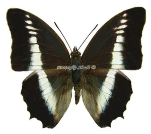Unmounted Butterfly/Nymphalidae - Charaxes hildebrandti hildebrandti, male, CAR - Picture 1 of 2