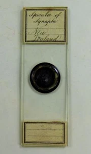 ANTIQUE NEW ZEALAND Microscope Slide - 'SPICULOE of SYNAPTA' - Foto 1 di 3