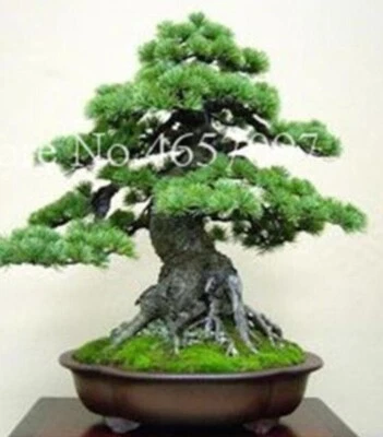 20 SEMILLAS para PINO BONSÁI #2 enano mini rara planta de jardín exótica vendedor de EE. UU. Foto 1 de 3