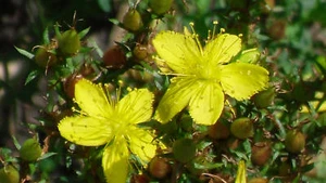 min 250 Samen Echtes Johanniskraut (Hypericum perforatum) Heilpflanze - Bild 1 von 1