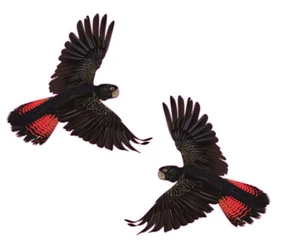 2 x Black Cockatoo 350mm Sticker Decal for Car, Motorhome, Window, Truck, sign - Picture 1 of 3