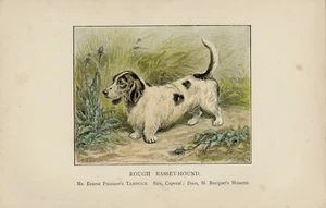 ROUGH BASSET HOUND OLD 1901 ANTIQUE NAMED DOG PRINT - Picture 1 of 1