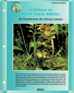 Die Heusenkräuter der Gattung Ludwigia / Aquariuminfokarte - Picture 1 of 1