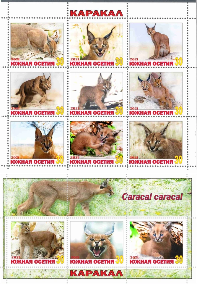 Stamp sheet+block Caracal Soith Ossetia issue 2021 Wild Cats - Image 1 of 1