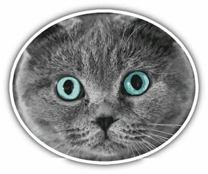 Scottish Fold Cat Pet Car Bumper Window Locker Sticker Decal 5"X4" - Picture 1 of 1