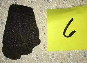 Fossilized Turtle Shell Fragment from Florida, Pleistocene Epoch (6) - Picture 1 of 3