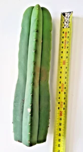 Cacti & Succulents Cutting about 25 cm x 5 cm RARE Cactus Last one - Picture 1 of 4