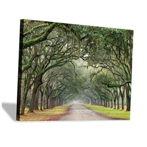 Oak Tree Canvas Wall Art: Green Landscape Artwork 16L" x 11W" Path in Oak Trees - Picture 1 of 7