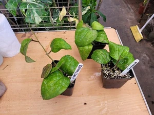 HOYA SARAWAK LARGE PLANT ,LEAVES MAY HAVE RED SPOTS , HOUSE PLANT - Picture 1 of 2