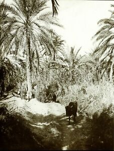 Maghreb Tunesien Tozeur Stier- Ca 1910,Foto Stereo Vintage Platte Gläser VR3L2n