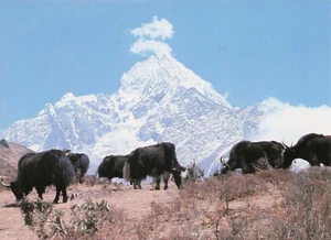 Himalayan Yaks,  Nepal Hotel Crystal 4.25 x 5.25 Vintage Chrome Unposted PC - Picture 1 of 2