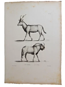 Gravure sur cuivre de Huet XVIIIe. Le Condoma, le Gnou - Foto 1 di 1