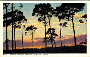 A Florida Sunriset Through Caribbean Pines Vintage Postcard 1949 - Picture 1 of 2