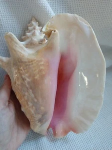 Grande Rosa 9” Cornudo QUEEN CARACOLA SHELL Natural Playa Concha Marina Hermoso Color - Imagen 1 de 9