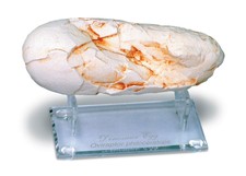 Oviraptor Dinosaur Egg Fossil Model Replica with Stand 6" x 2"