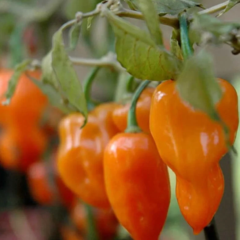 30 Graines de Poivron petit marseillais - Photo 1/1