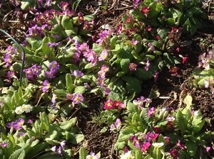 10 Primeln, winterh. Staude, mehrfarbig, Bodendecker, Pflanze Insektenfreundlich - Bild 1 von 12