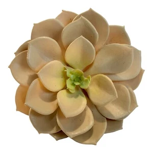 Tan Floral Succulent Pick 5" Tall x 3.5" Diameter - Picture 1 of 3