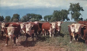 Postal de Wyoming 1955 White Face Herd of Hereford Cows - Imagen 1 de 2