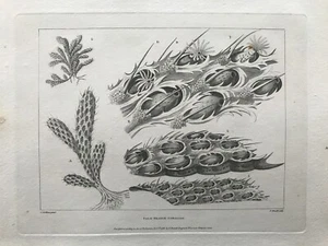 1786 Estampado antiguo; Rama de palma Coralino Cordinero después - Imagen 1 de 2