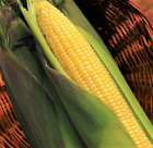 BULK Kandy Korn Sweet Yellow Corn Seeds | SE Red Tinted Husk Vegetable Seed 2024
