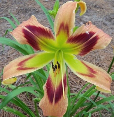 Wild and Wonderful Daylilies 2 fãs retorno e multiplicar anualmente World's Finest - Imagem 1 de 2