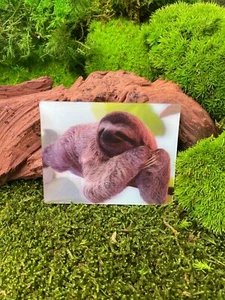 Bracci denti bradipo carini carini 9x7 cm magnete frigorifero 3D magnete mappa immagine - Foto 1 di 2