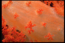 452071 Species Of Orange Soft Coral From Fiji A4 Photo Print