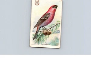 Braccio e martello 1918 utili uccellini America pino grosbeak n.16 - Foto 1 di 2