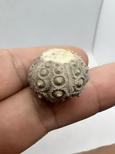 Nice Urchin Cidaris Magnificent Fossil Sea Bear Morocco Fossil Fossil - Picture 1 of 9