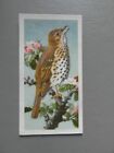 Brooke Bond original 1957 tea-card "Bird Portraits", No.5 "Song Thrush".