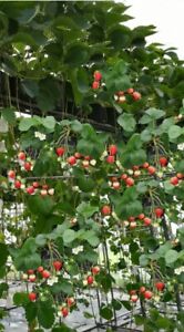 3 Stück Hängeerdbeeren Pflanzen Fragaria Kletter-Erdbeeren im Topf gewachsen
