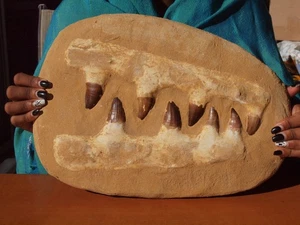 Massive Mosasaur Dinosaur Jaw Section with Fossil Teeth 100 Million Years Old - Picture 1 of 3