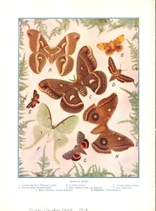 Illustration American Moths 1914 - Picture 1 of 1