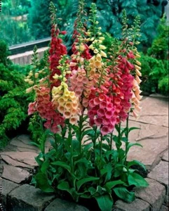 MEZCLA DIGITALIS PURPUREA - DEDALERA (6000 SEMILLAS) RESISTENTE PERENNE! - Imagen 1 de 4