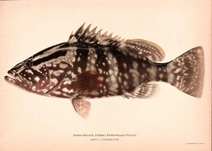 Circa 1900 Nassau Grouper Fish COLOR CROMOLITOGRAFÍA 7" X 10" PR - Imagen 1 de 2