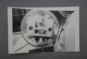 Vintage Photo 1960s Space Dog Laika Belka Strelka Cosmos Museum Expo Sputnik - Picture 1 of 2