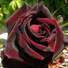 BLACK VELVET Hybrid Tea Bush Rose - Dark Red velvety petals Bloom- 3 Lit pot