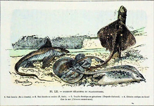 ANGELN - WEISSER ROCHEN, LOCKROCHENER ROCHEN, TORPEDO & CHIMÄRE - Brett 19. Jahrhundert - Bild 1 von 3