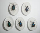 Resin Cabochon Blue Leaf Beetle Oval 18x25 mm on White Bottom 50 pieces Lot