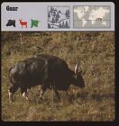 Gaur  Safari Cards Rencontre Mammals