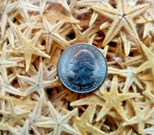 100 starfish flat natural dried tan star fish weddings nautical beach decor DIY - Picture 1 of 3