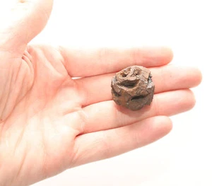 BIG METASEQUOIA PINE CONE - Dinosaur Age Hell Creek Cretaceous FOSSIL PETRIFIED - Picture 1 of 10