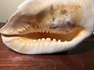 Rare Cream and White SeaShell with TEETH (Rare) 6 1/2" X 4" - Shipping Insured - Bild 1 von 13