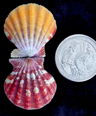 HAWAIIAN SUNRISE SHELL Pecten Langfordi  Jewelry, Red Yellow Orange AP-2C - Image 1 of 4