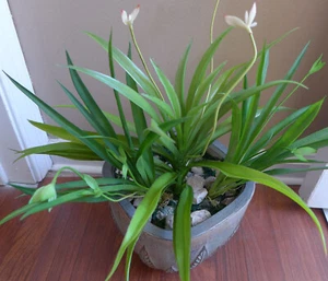 3 Piezas Plantas Artificiales Flor Orquídea Plástico Hierba Hogar Jardín Decoración - Imagen 1 de 3